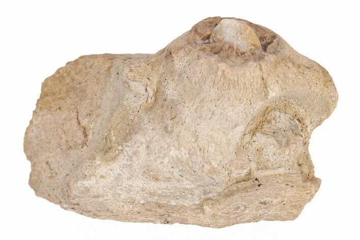 Fossil Mosasaur Jaw Section - Kansas #218801